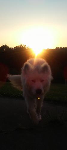 Wolf in the Sunset.jpg